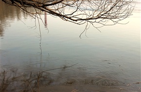 枯枝水和冰