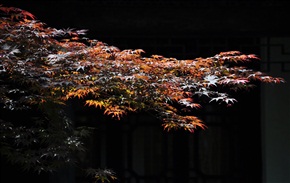 枫叶