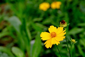 小花