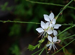 白花