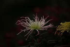 菊