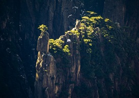 峡谷深深藏奇松