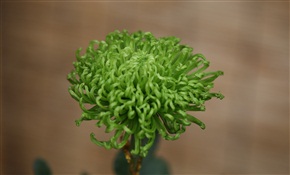 綠色菊