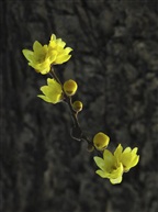 腊梅花
