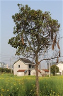 乡村树