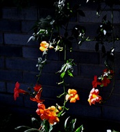 凌宵花2