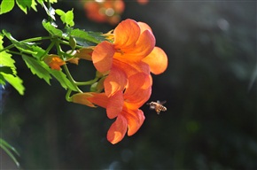 凌宵花