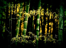 透过阳光的竹林