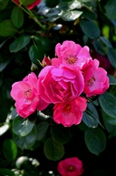 月季花2