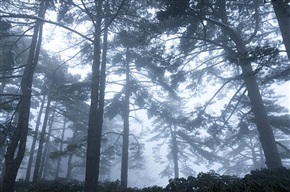 劲松