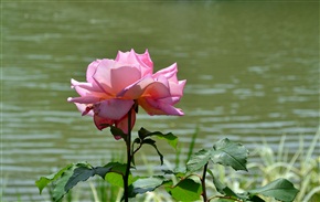月季花1