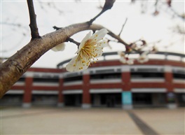 梅花迎春