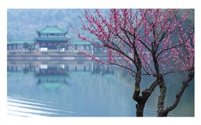 《冬梅》