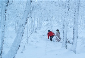 《踏雪》