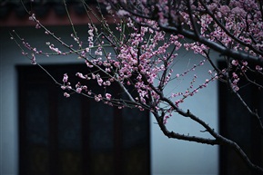春晓