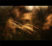 芦花