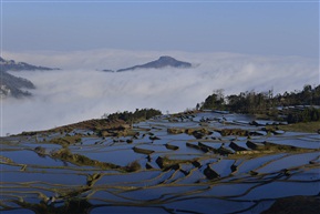 兰尼