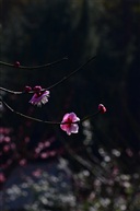 羞涩