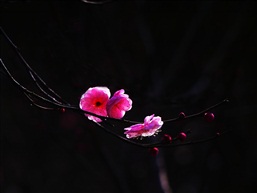 亭林春早