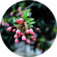 海棠花