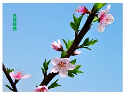 三月桃花