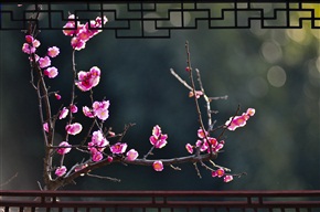《春意》