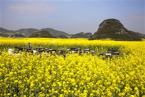 罗平油菜花海