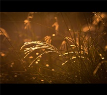 芦花