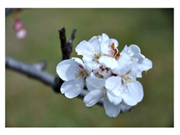 友谊之树樱花