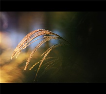 芦花