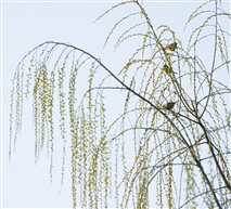枝头闹春