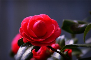 茶花