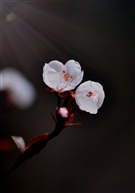 一枝秀