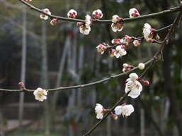 梅花十四