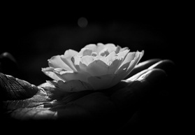 掌中花
