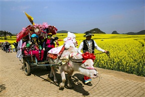 花街牛车
