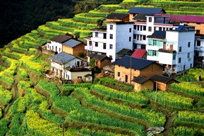 油菜花开三