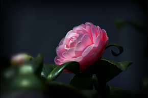 茶花2