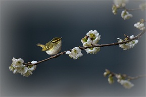 花香莺歌