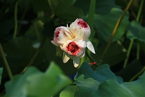 并蒂三莲