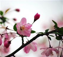 海棠花