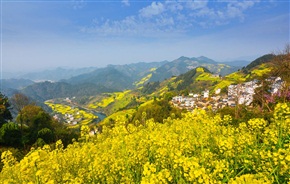 春山铺金色