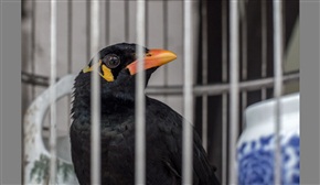 《笼中鸟》