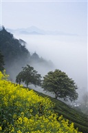 坡上春光