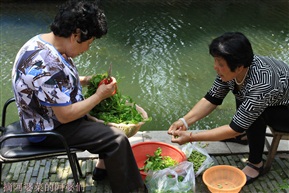 阿婆菜