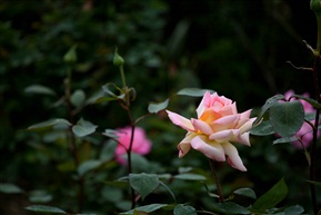 月季花开