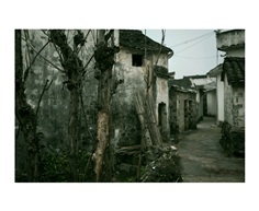 村口老桑树