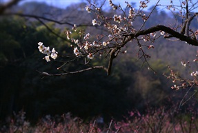 后山梅