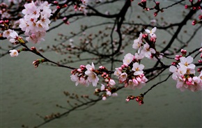 樱花季节