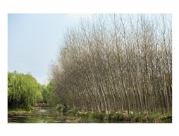 《森林公园》